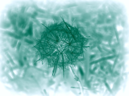 dandelion flower closeup photoの写真素材