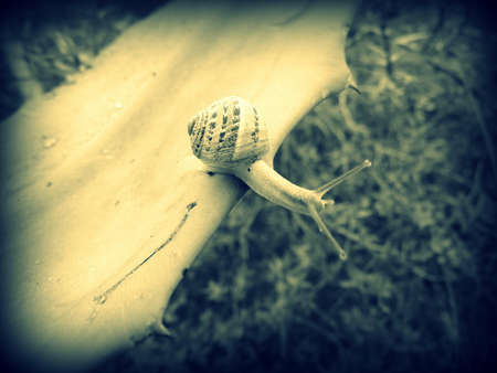 crawling snail closeup photoの写真素材