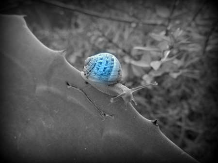 crawling snail closeup photoの写真素材