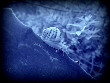 crawling snail closeup photoの写真素材