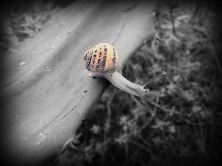 crawling snail closeup photoの写真素材