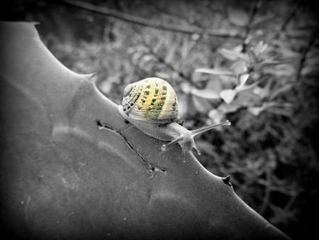 crawling snail closeup photoの写真素材