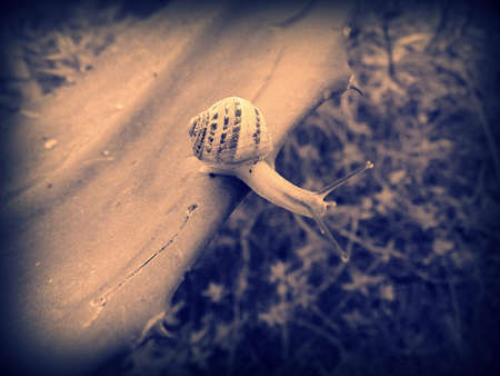 crawling snail closeup photoの写真素材