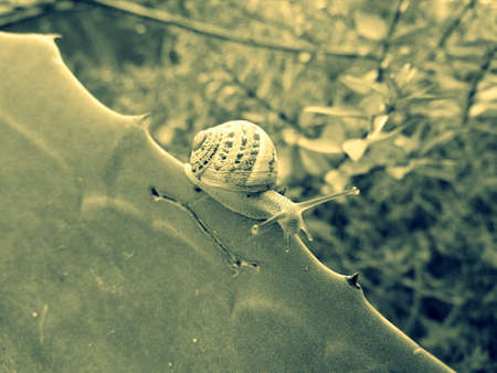crawling snail closeup photoの写真素材