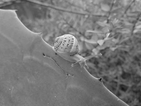 crawling snail closeup photoの写真素材