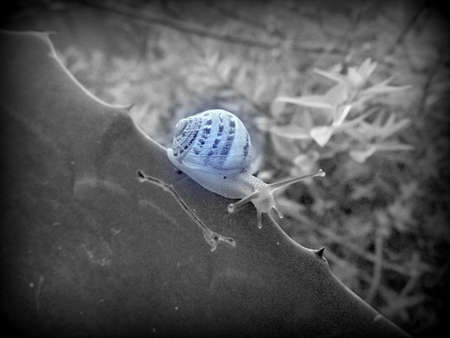 crawling snail closeup photoの写真素材