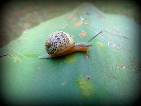 crawling snail closeup photoの写真素材