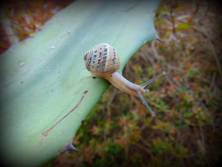 Crawling snail closeup photoの写真素材
