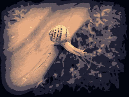 crawling snail illustrationの写真素材