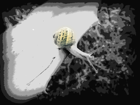 crawling snail illustrationの写真素材