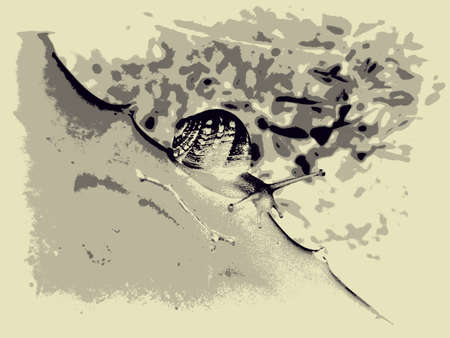 crawling snail illustrationの写真素材