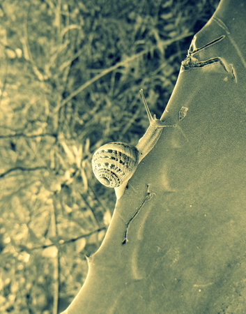 crawling snail illustrationの写真素材