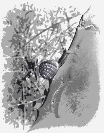 crawling snail illustrationの写真素材