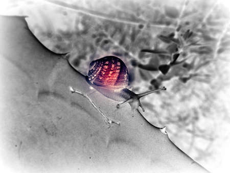 crawling snail illustrationの写真素材