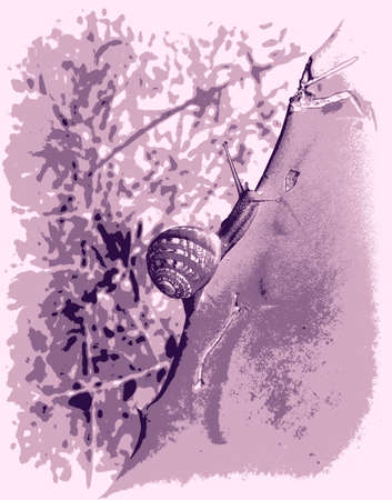 crawling snail illustrationの写真素材