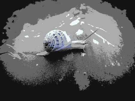 crawling snail illustrationの写真素材