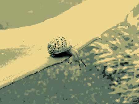 crawling snail illustrationの写真素材