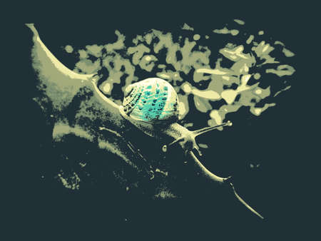 crawling snail illustrationの写真素材