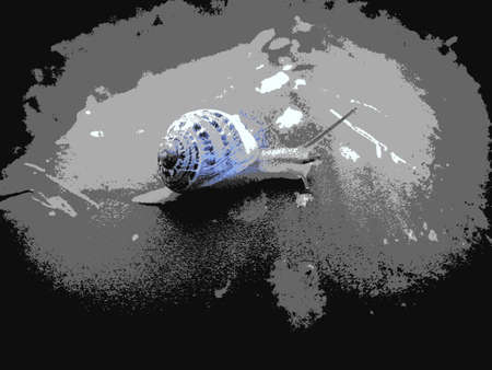 crawling snail illustrationの写真素材
