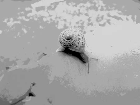 crawling snail illustrationの写真素材