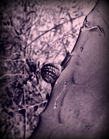 crawling snail illustrationの写真素材