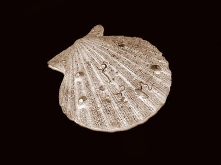 half and empty seashell illustrationの写真素材