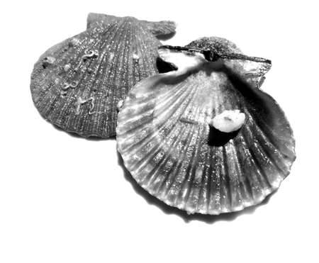 empty seashell seen from both sidesの写真素材