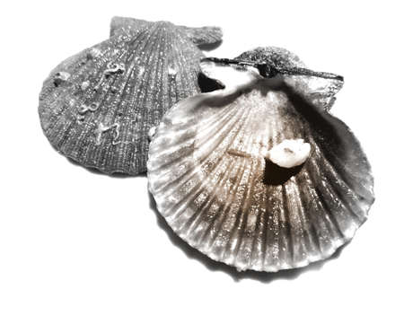 empty seashell seen from both sidesの写真素材