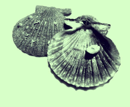 empty seashell seen from both sidesの写真素材