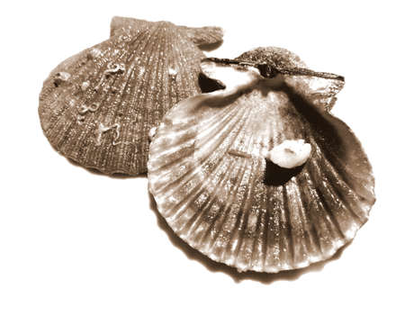 empty seashell seen from both sidesの写真素材