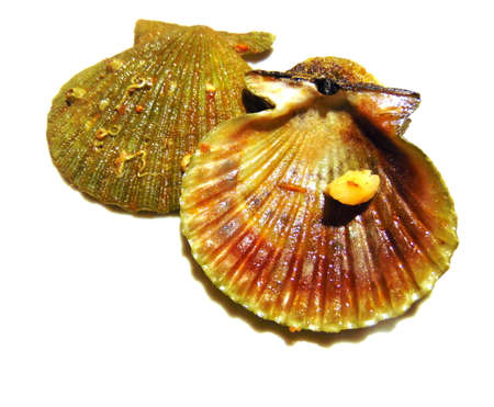 empty seashell seen from both sidesの写真素材