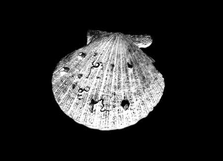 half empty seashell closeup photoの写真素材