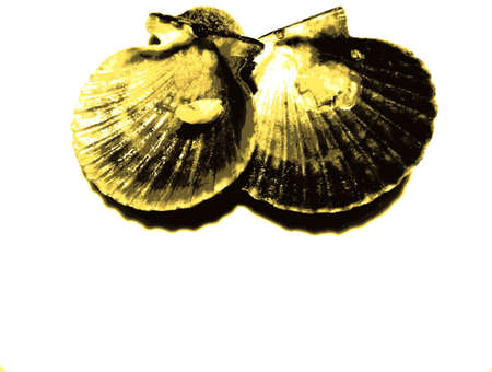 seashell halfs closeup photoの写真素材