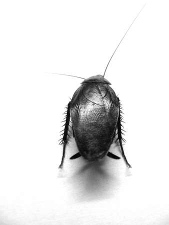isolated cockroach in plain backgroundの写真素材