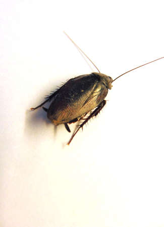 isolated cockroach in plain backgroundの写真素材