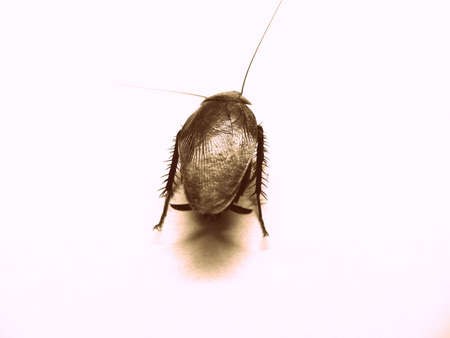 isolated cockroach in plain backgroundの写真素材