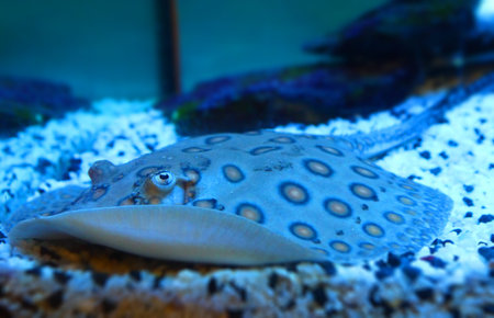 The photo of marine fish Stingrayの写真素材