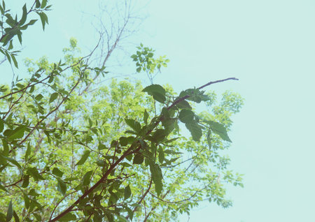 maple branch against the sky