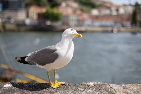 City Seagullの写真素材