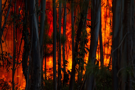 Forest Fireの写真素材