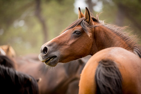 Wild Horses in Sabucedo, Spainの写真素材