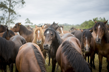 Wild Horses in Sabucedo, Spainの写真素材