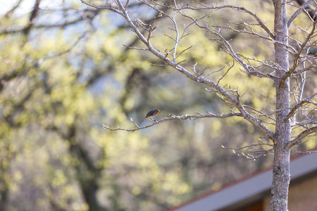 Bird in tree