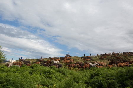 Wild Horses