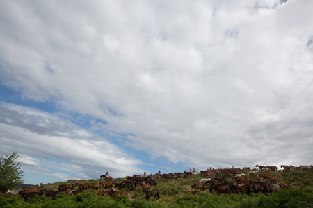 Wild Horses
