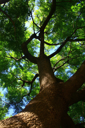 The trunk of a large tree in a new forest. 