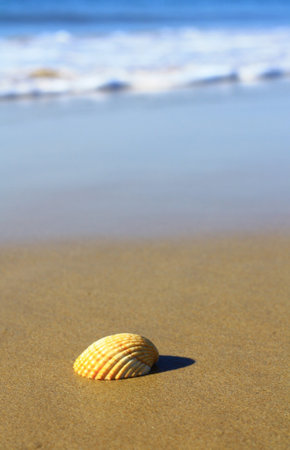 a maritime knowledge of an animal on the beach.