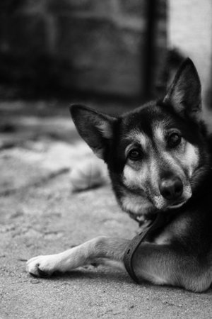 admired a dog, a pet for companionship.