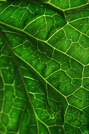 a cabbage leaf to make a vegetable soup for dinner.
