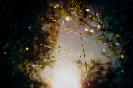 flowerの写真素材